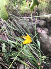 Calochortus barbatus
