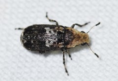 Euparius paganus