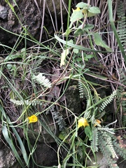 Calochortus barbatus