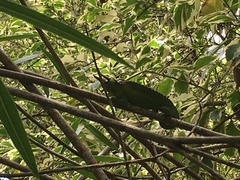 Trioceros