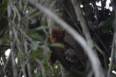 Otus ireneae