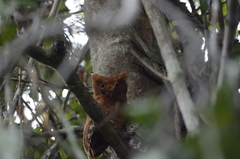 Otus ireneae