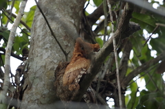 Otus ireneae