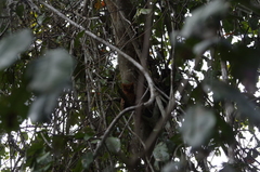 Otus ireneae