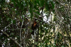 Otus ireneae