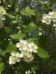 Crataegus irrasa