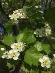 Crataegus irrasa
