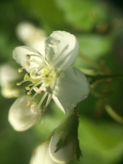 Crataegus irrasa