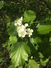 Crataegus irrasa