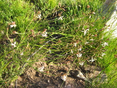 Trachyandra muricata