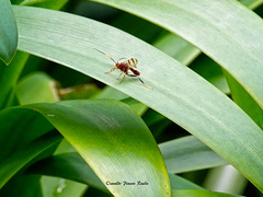 Trogomorpha arrogans