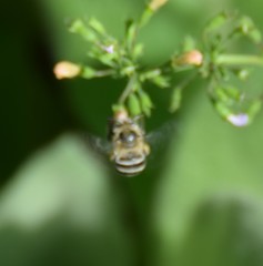 Amegilla quadrifasciata
