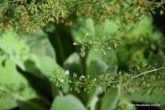 Amegilla quadrifasciata
