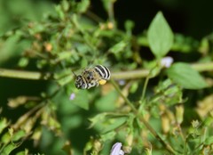 Amegilla quadrifasciata