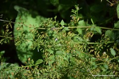 Amegilla quadrifasciata
