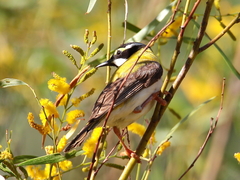Melithreptus gularis laetior