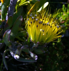 Leucospermum gracile