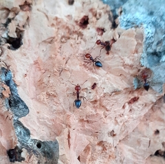 Crematogaster scutellaris