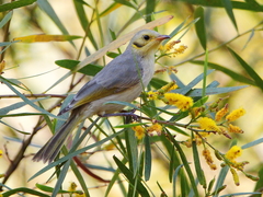 Ptilotula plumula