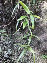 Parsonsia capsularis