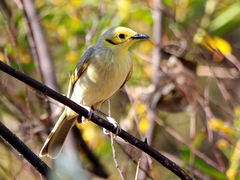 Ptilotula flavescens