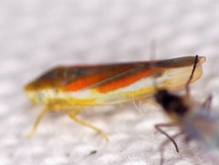 Erythridula lawsoniana