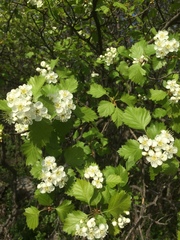 Crataegus irrasa