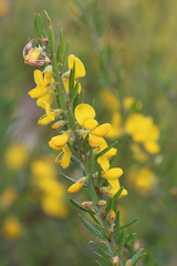 Aotus lanigera