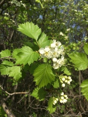 Crataegus irrasa