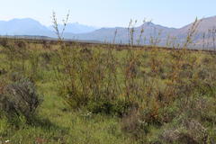 Leucadendron corymbosum