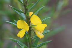Aotus lanigera