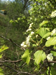 Crataegus irrasa