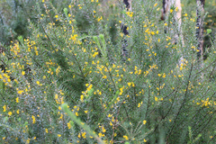 Aotus lanigera