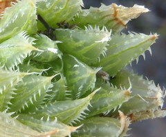Haworthia outeniquensis