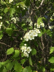 Crataegus irrasa