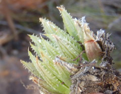 Haworthia outeniquensis