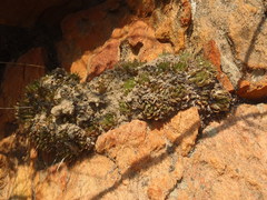 Haworthia outeniquensis