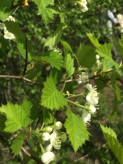 Crataegus irrasa
