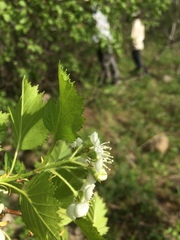 Crataegus irrasa