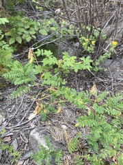 Astragalus mongholicus
