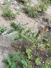 Astragalus mongholicus
