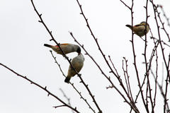 Coccopygia melanotis