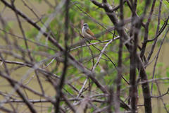 Coccopygia melanotis