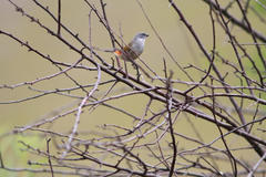 Coccopygia melanotis