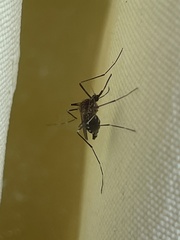 Aedes japonicus