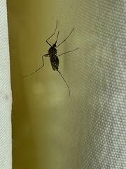 Aedes japonicus
