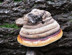 Fomitopsis schrenkii
