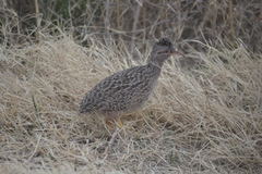 Nothoprocta pentlandii