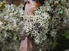 Pseudevernia cladonia