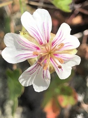 Geranium lentum